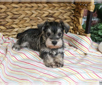 Evelyn - Female Schnauzer (Miniature) Puppy for Sale - Photo #6