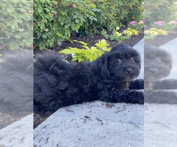 Medium Photo #2 Lhasa-Poo Puppy For Sale in CANOGA, NY, USA