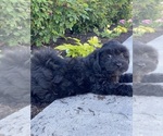 Small #1 Lhasa-Poo