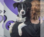 Small #5 Border Collie Mix