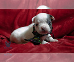 Small Photo #3 French Bulldog Puppy For Sale in SPOKANE, WA, USA