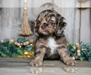 Medium Cocker Spaniel