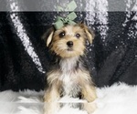 Puppy Huckleberry F1B Morkie