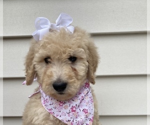 Goldendoodle-Poodle (Standard) Mix Puppy for sale in ORLANDO, FL, USA