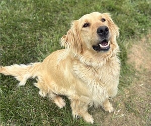 Mother of the Golden Retriever puppies born on 04/30/2025