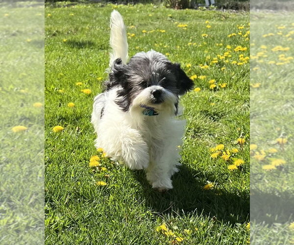 Medium Photo #1 Shih Tzu Puppy For Sale in Oak Bluffs, MA, USA