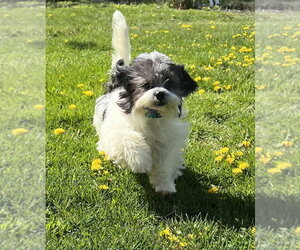 Shih Tzu Dogs for adoption in Oak Bluffs, MA, USA