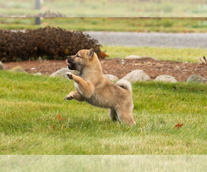 Shiba Inu Puppy for sale in MILLERSBURG, IN, USA