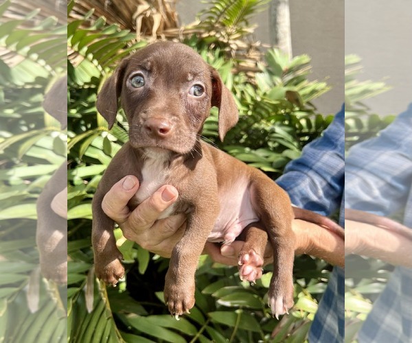 Medium Photo #3 Dachsador Puppy For Sale in Pompano Beach , FL, USA