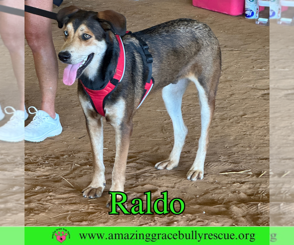 Medium Photo #3 Australian Shepherd-Unknown Mix Puppy For Sale in Pensacola, FL, USA