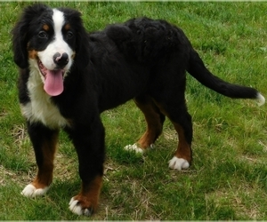 Bernese Mountain Dog Puppy for sale in FREDERICKSBURG, OH, USA