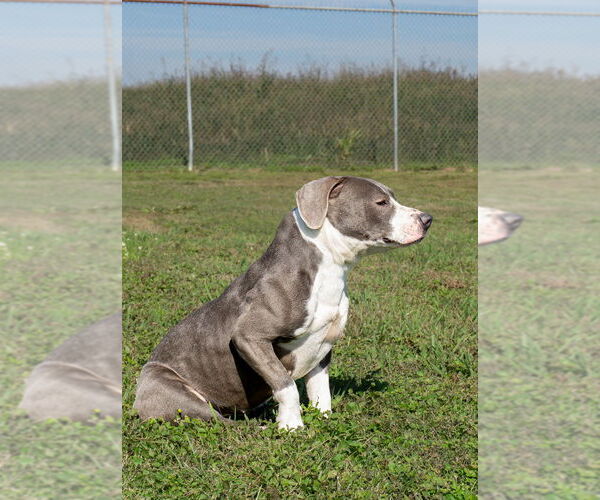 Medium Photo #10 Mutt Puppy For Sale in Abbeville, LA, USA