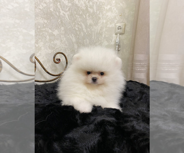Medium Photo #3 Miniature Spitz Puppy For Sale in Chisinau, Chisinau Municipality, Moldova