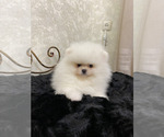 Small #2 Miniature Spitz