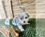 Small Photo #2 Australian Shepherd Puppy For Sale in BALDWIN, GA, USA