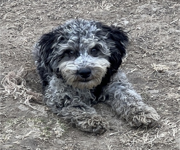 Medium Photo #6 Poodle (Miniature) Puppy For Sale in LANCASTER, MO, USA