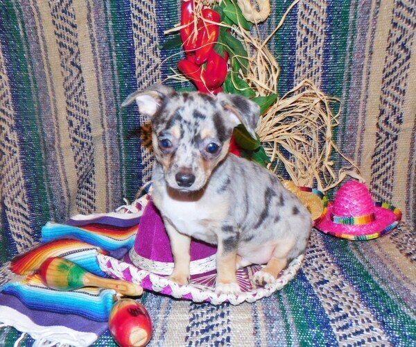 Medium Photo #13 Chihuahua Puppy For Sale in CHARLESTON, AR, USA