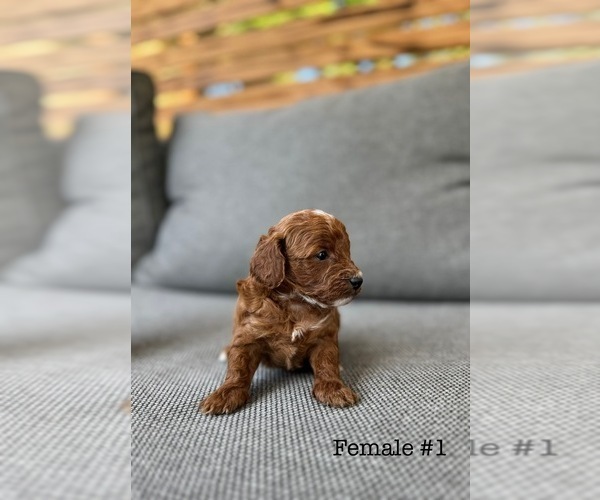 Medium Photo #3 Poodle (Toy) Puppy For Sale in PORTLAND, OR, USA