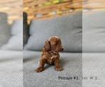 Small #2 Poodle (Toy)