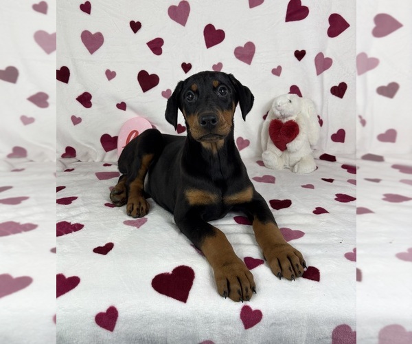 Medium Photo #1 Doberman Pinscher Puppy For Sale in GREENFIELD, IN, USA