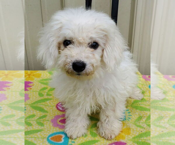 Medium Photo #2 Bichon Frise Puppy For Sale in Mountain View, MO, USA