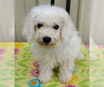 Small #1 Bichon Frise