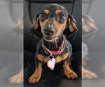 Small Photo #6 Dachshund Puppy For Sale in Shelbyville, TN, USA