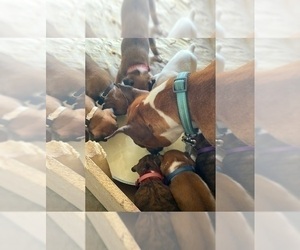 Boxer Puppy for sale in OAK LAWN, IL, USA