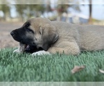 Small Photo #15 Kangal Dog Puppy For Sale in WACO, TX, USA