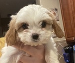 Small Photo #1 Cava-Tzu Puppy For Sale in HELOTES, TX, USA