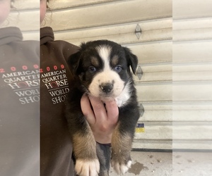 Miniature Australian Shepherd Puppy for sale in CAMP MCCOY, WI, USA