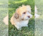 Small Photo #8 Poovanese Puppy For Sale in FAIR HAVEN, MI, USA