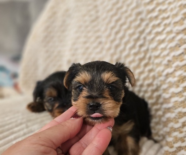 Medium Photo #1 Yorkshire Terrier Puppy For Sale in SALEM, OR, USA