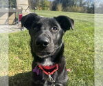 Small Photo #13 Border Collie-Unknown Mix Puppy For Sale in Fargo, ND, USA