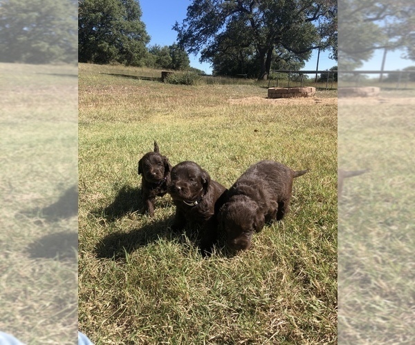Medium Photo #13 Labradoodle Puppy For Sale in JARRELL, TX, USA
