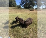 Small Photo #13 Labradoodle Puppy For Sale in JARRELL, TX, USA
