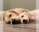 Small #4 English Cream Golden Retriever