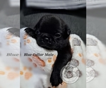 Puppy Blue Collar Pug
