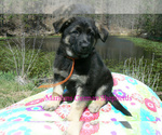 Small #5 German Shepherd Dog