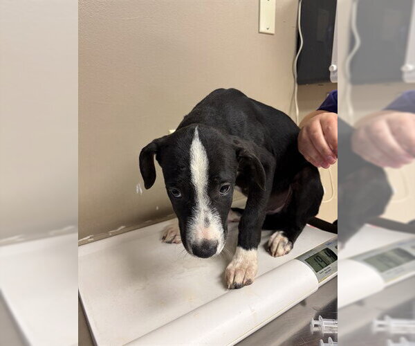 Medium Photo #1 Labrador Retriever Puppy For Sale in Conroe, TX, USA