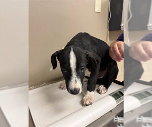 Labrador Retriever Dogs for adoption in Conroe, TX, USA