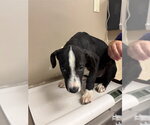 Small Labrador Retriever