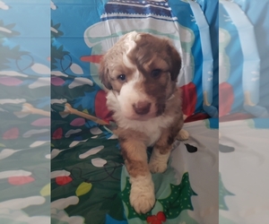 Aussiedoodle Miniature Puppy for sale in HAZLETON, IA, USA