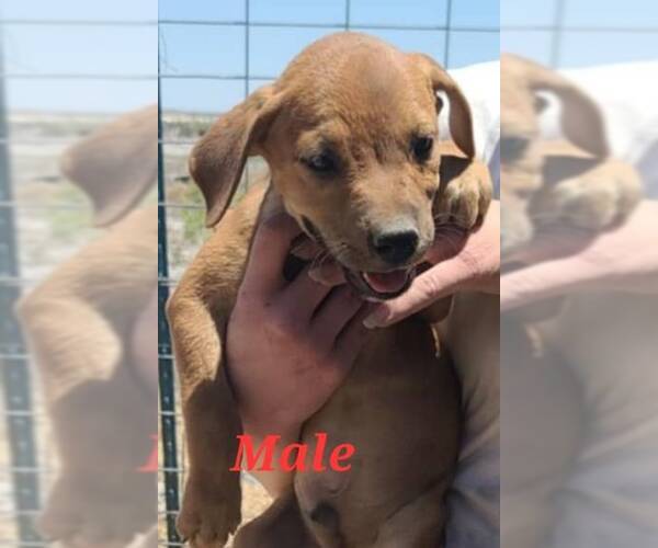 Medium Photo #9 Labrador Retriever-Unknown Mix Puppy For Sale in Minneapolis, MN, USA