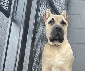 Presa Canario Puppy for sale in CHICAGO, IL, USA
