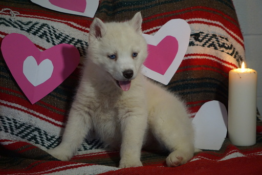 Medium Photo #2 Siberian Husky Puppy For Sale in FREDERICKSBG, OH, USA