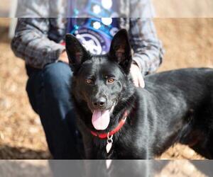 Shollie Dogs for adoption in Santa Cruz, CA, USA