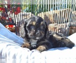 Puppy Cole Cavapoo