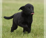 Small #2 Borador