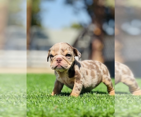 Medium Photo #10 English Bulldog Puppy For Sale in LAS VEGAS, NV, USA